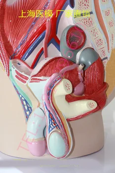 Мъжки външен гениталии анатомичен модел Модел на тазовата сагитална равнина Модел на пениса Модел на секцията на пикочния мехур